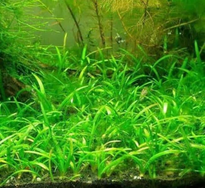 aquatic and ponds plants 13