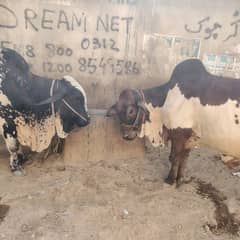 bachhrai bail asli panjaab 2 dant