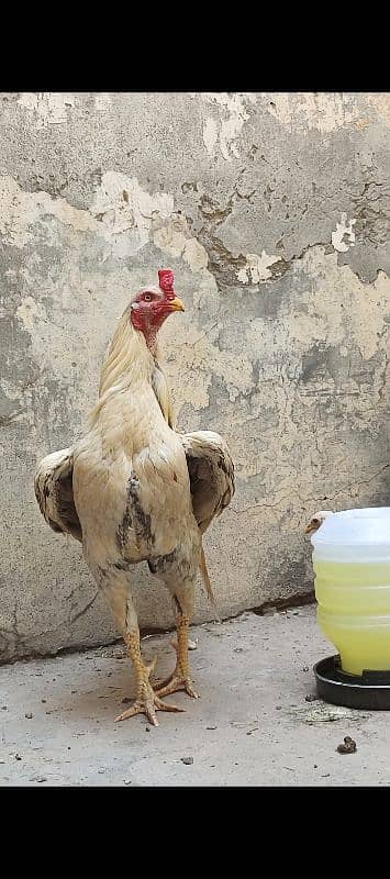 Aseel pair with pathy and 3 hens 0