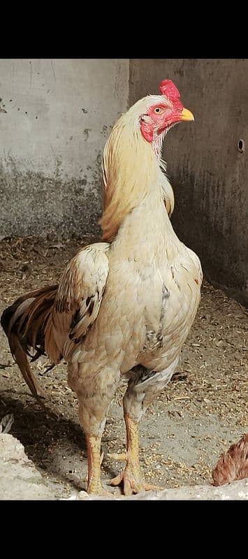 Aseel pair with pathy and 3 hens 1
