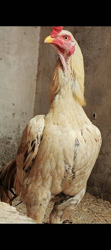 Aseel pair with pathy and 3 hens 2