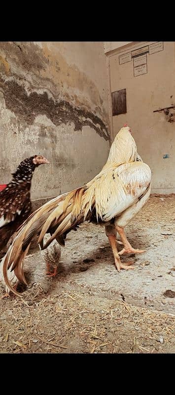 Aseel pair with pathy and 3 hens 3