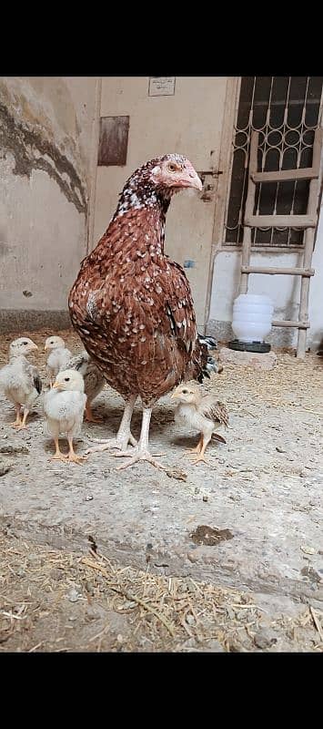 Aseel pair with pathy and 3 hens 4