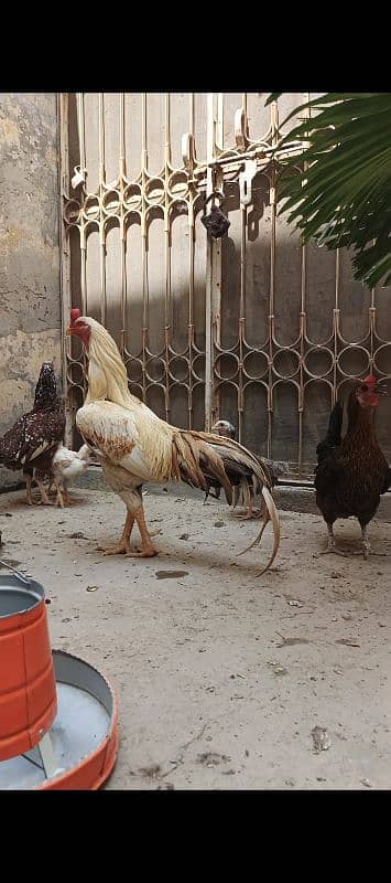 Aseel pair with pathy and 3 hens 5