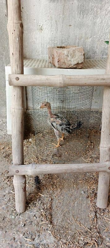 Aseel pair with pathy and 3 hens 6