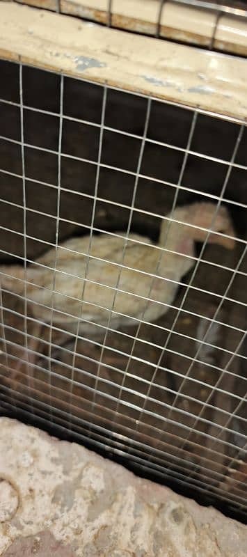 Aseel pair with pathy and 3 hens 7
