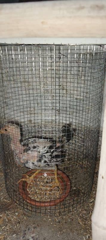Aseel pair with pathy and 3 hens 8