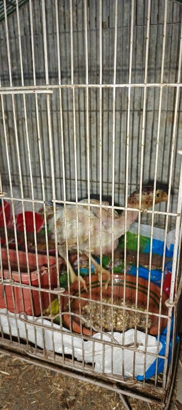 Aseel pair with pathy and 3 hens 9