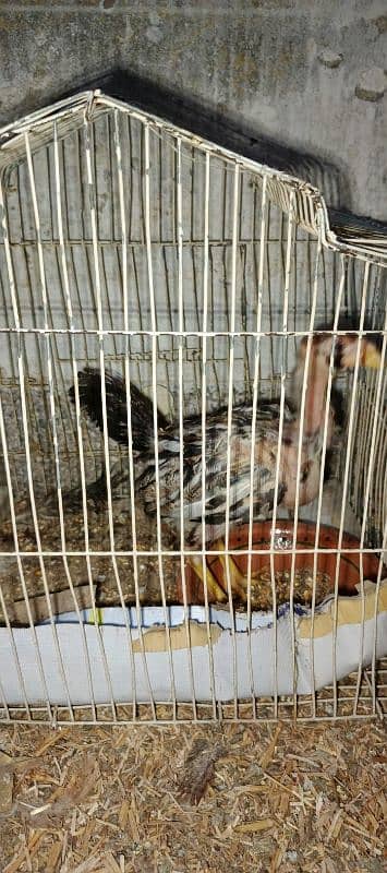 Aseel pair with pathy and 3 hens 10