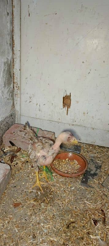 Aseel pair with pathy and 3 hens 11