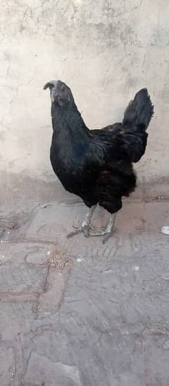 Ayam