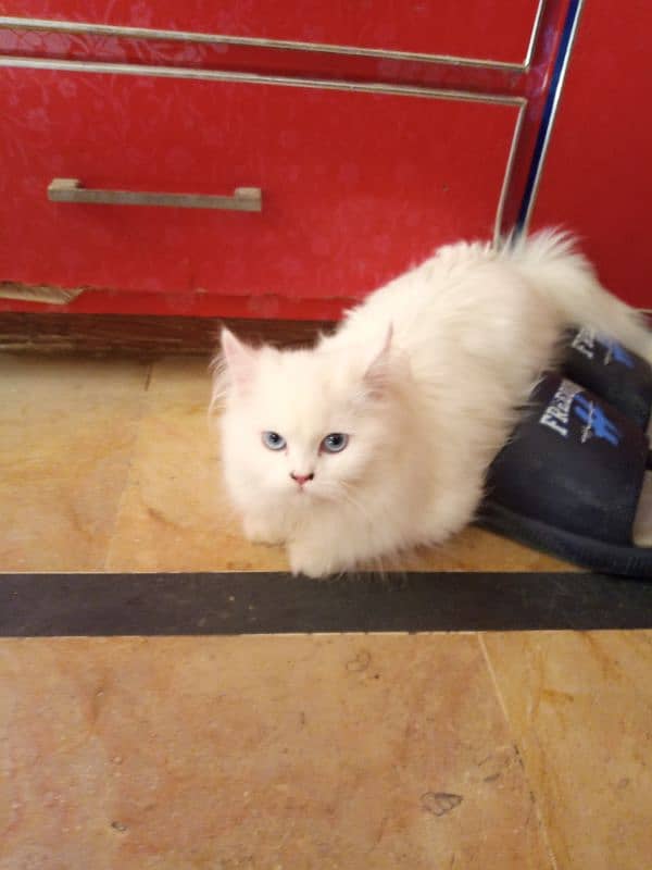 2 kittens for sale age 5 month 0