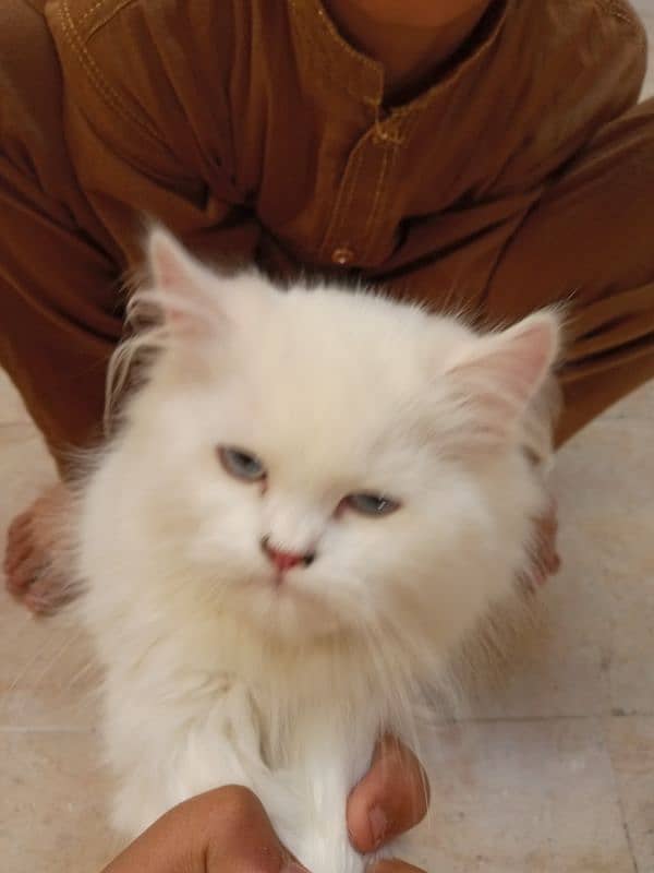 2 kittens for sale age 5 month 1