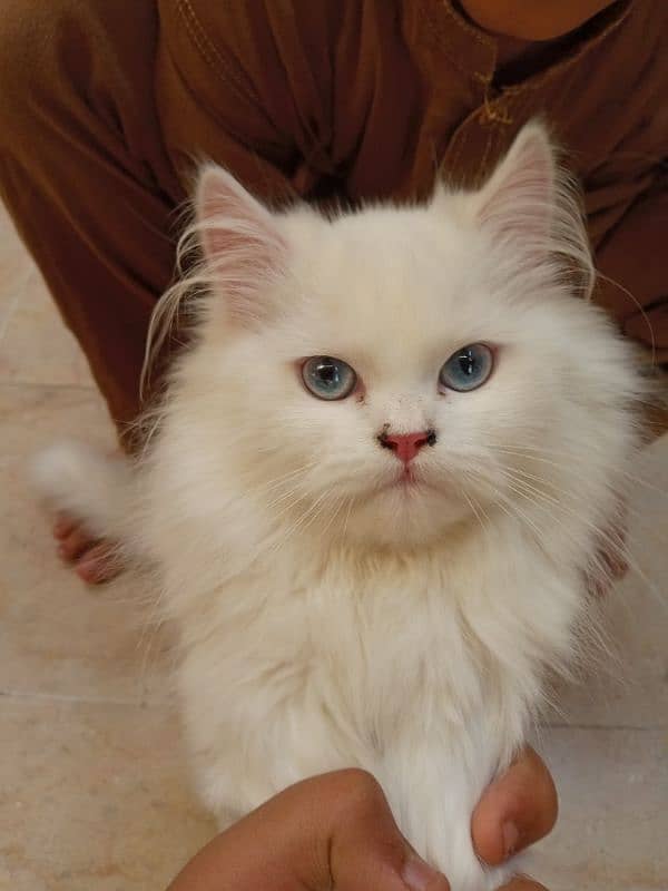 2 kittens for sale age 5 month 2