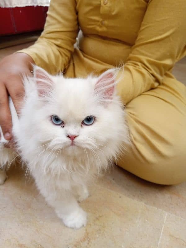 2 kittens for sale age 5 month 3