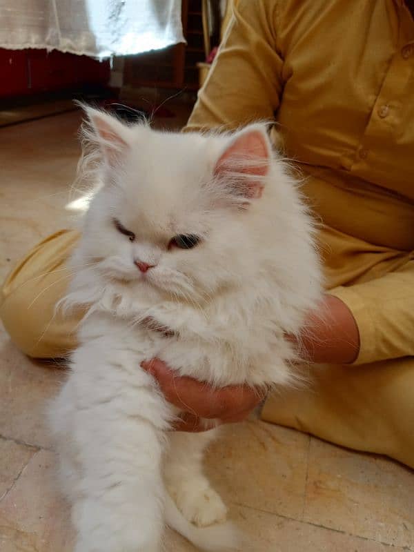 2 kittens for sale age 5 month 4