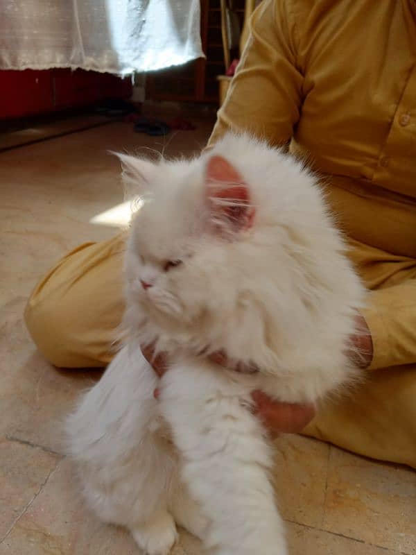 2 kittens for sale age 5 month 5