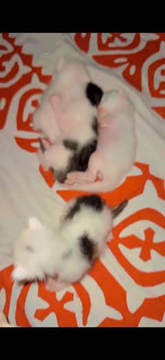 kittens