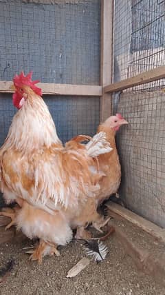 Golden buff pair (03207858636)