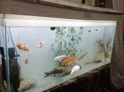 Fish