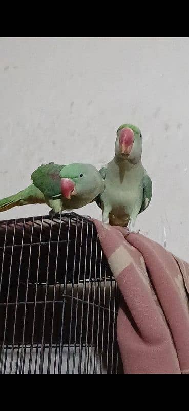 Parrot Raw pair available 0