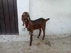 Nagra Bakra or Peth