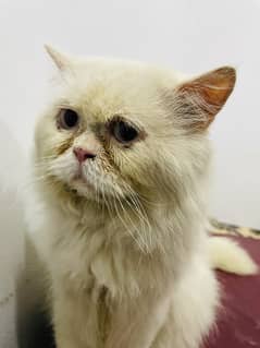 Male cat for breed