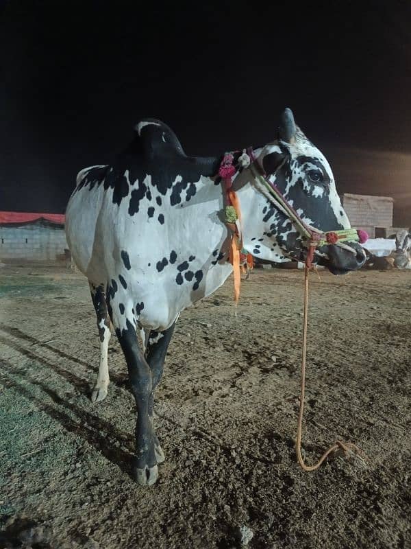 Qurbani Special Bulls 1