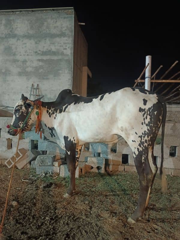 Qurbani Special Bulls 2