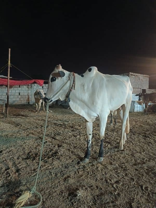 Qurbani Special Bulls 3