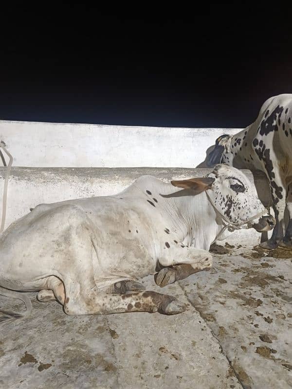 Qurbani Special Bulls 4