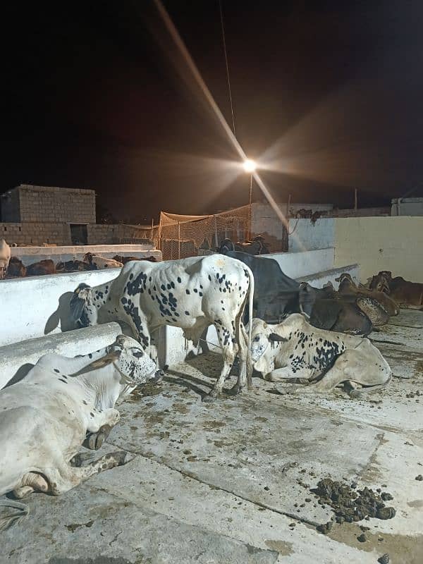 Qurbani Special Bulls 5