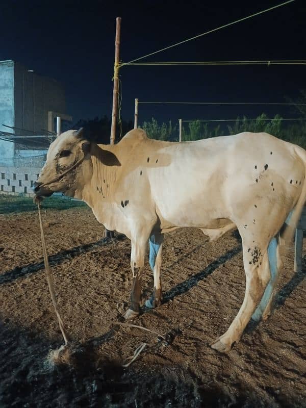 Qurbani Special Bulls 6