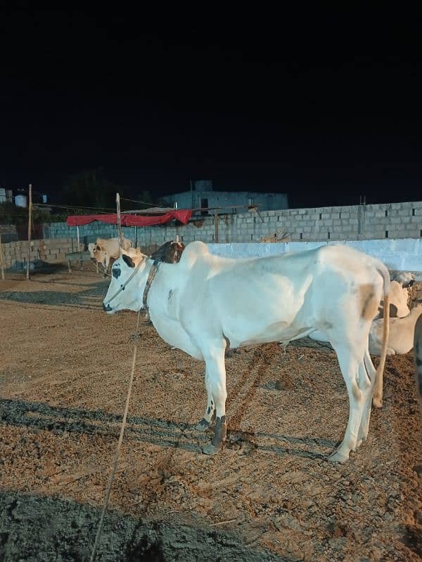 Qurbani Special Bulls 7