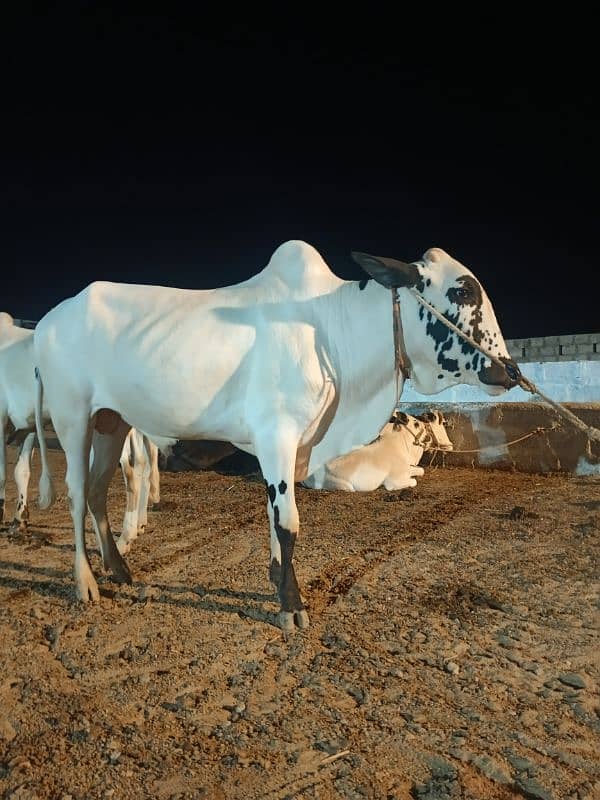 Qurbani Special Bulls 8