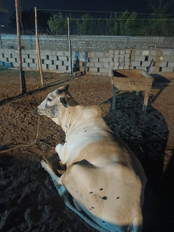 Qurbani Special Bulls 9