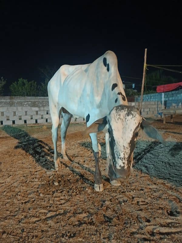 Qurbani Special Bulls 10