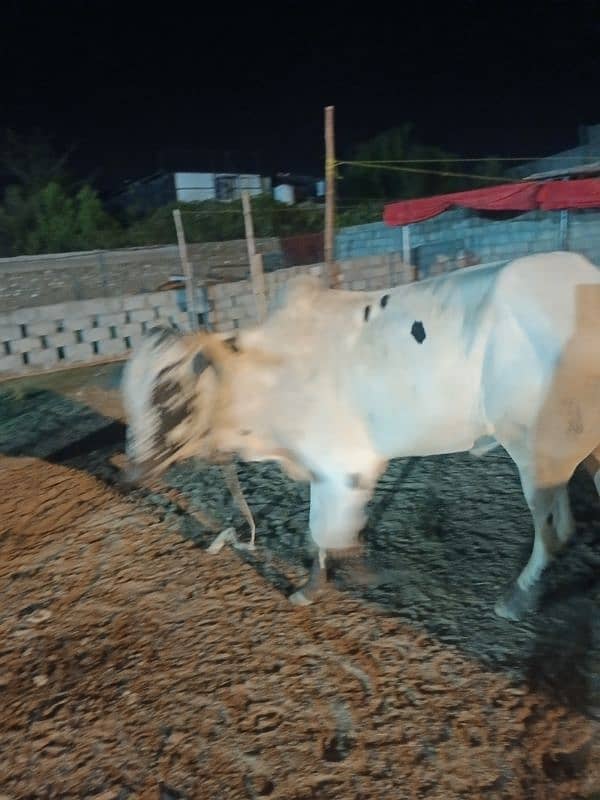 Qurbani Special Bulls 11