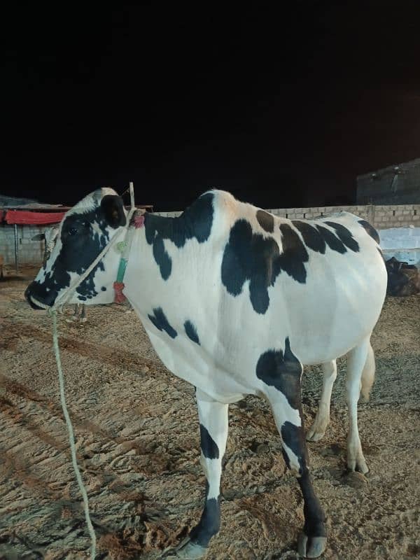 Qurbani Special Bulls 12