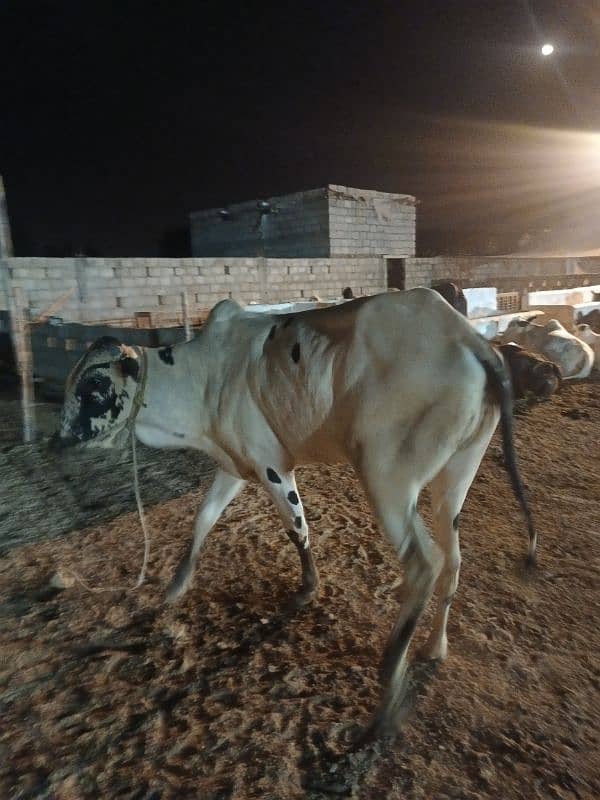 Qurbani Special Bulls 13