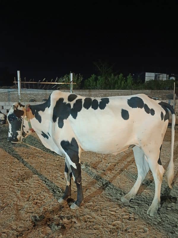 Qurbani Special Bulls 14