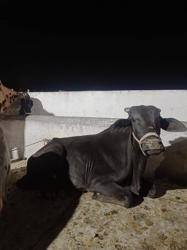 Qurbani Special Bulls 15