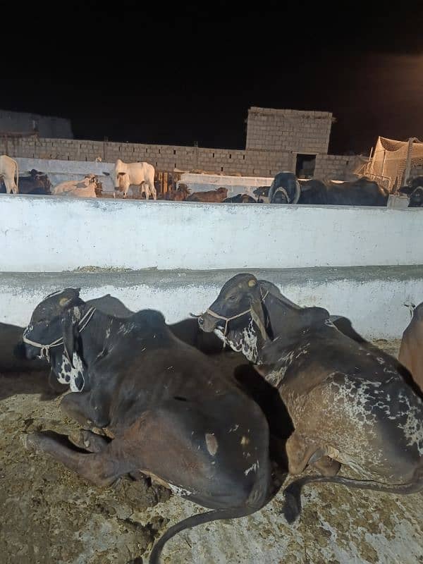 Qurbani Special Bulls 16