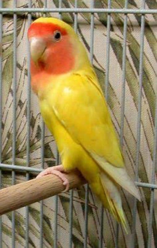 Red eye common Lutino Love bird male for sale 0