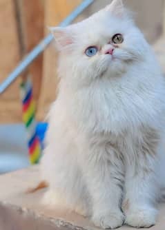masoom