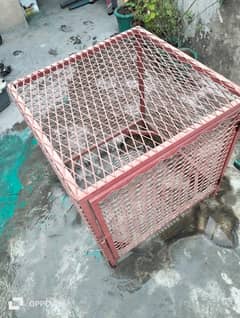 dog