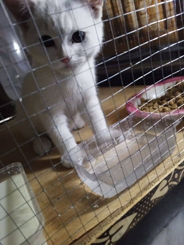 Persian white breed beautiful cat 1