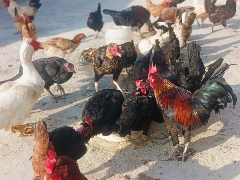 1 Murga with 4 hens 0