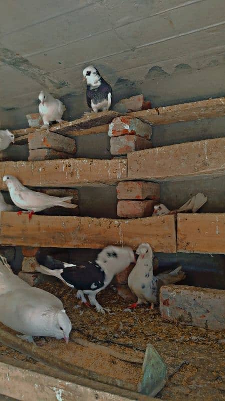 1 Murga with 4 hens 1