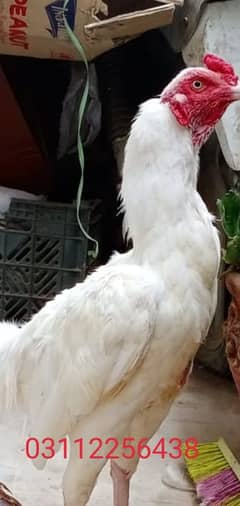 heera